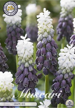 84643  	MUSCARI/PÄRLHYACINT  	GRAPE ICE