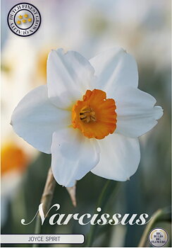 82056  NARCISSUS  JOYCE SPIRIT      TRUMPET