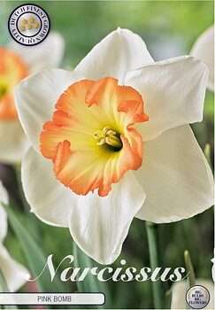 82071  NARCISSUS  PINK BOMB      TRUMPET