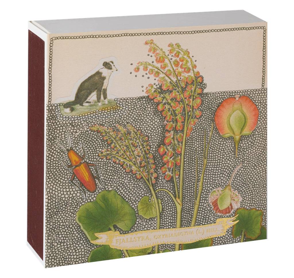 Tändstickor Fjällsyra Chien Botanical drawing matches, Archivist - 2