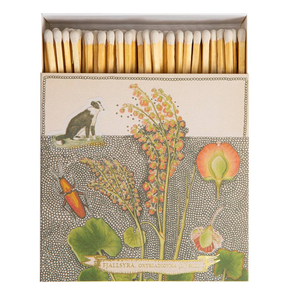 Tändstickor Fjällsyra Chien Botanical drawing matches, Archivist
