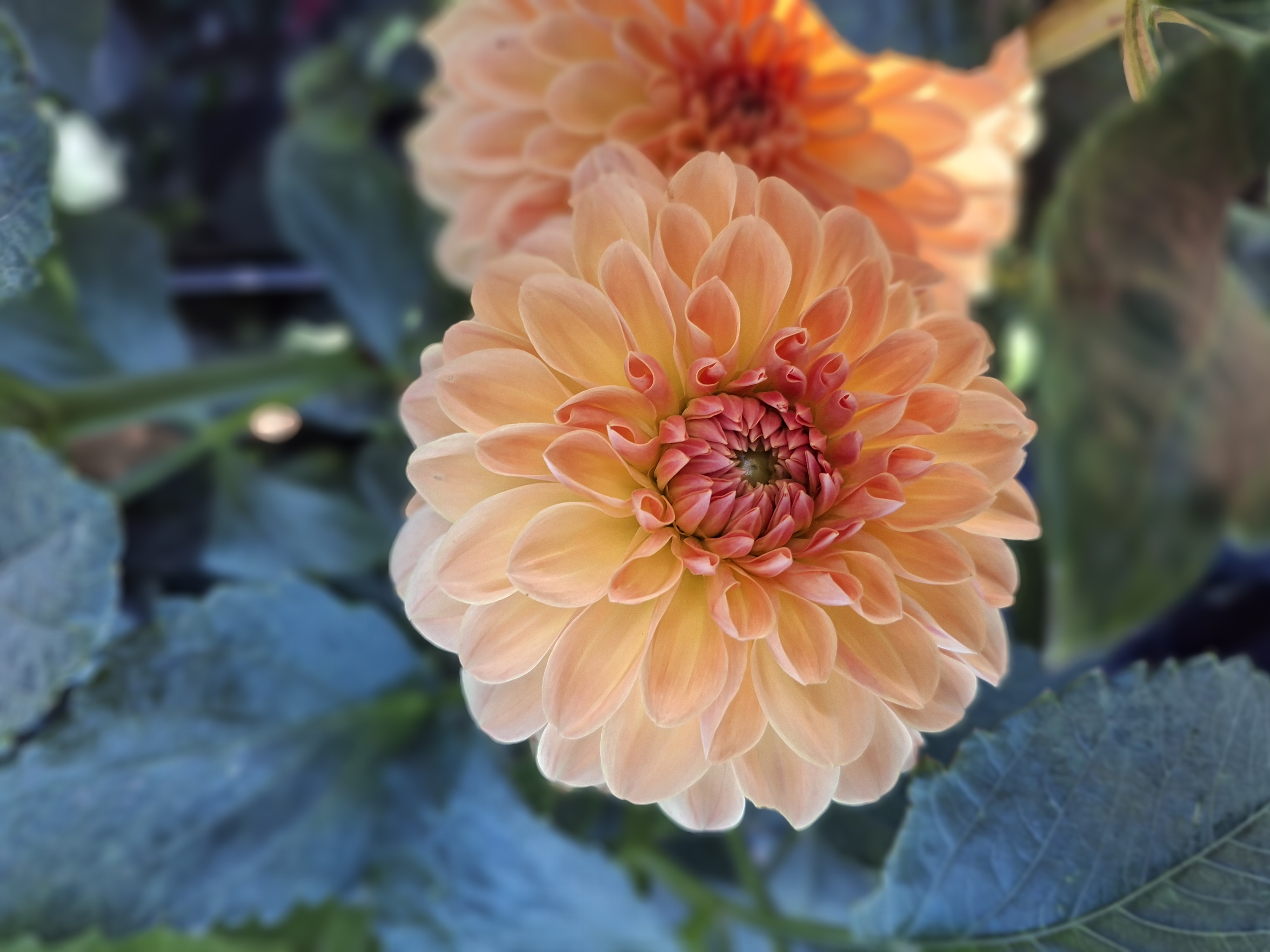 Dahlia knöl Amber Crystal  "Boll"  - 5