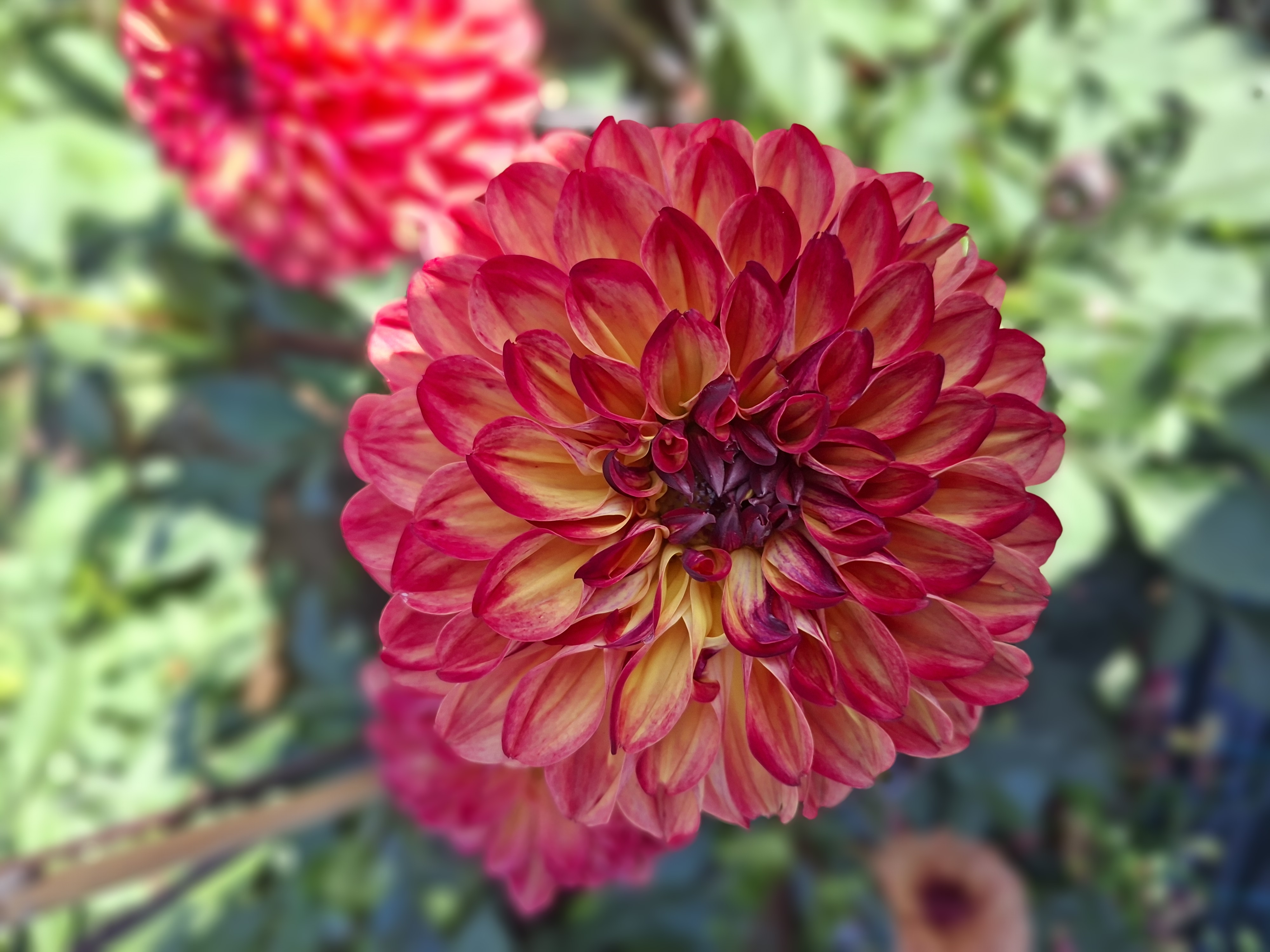 Dahlia knöl Autumn Pumpkin (Ding a Dong)  "Boll"  - 4