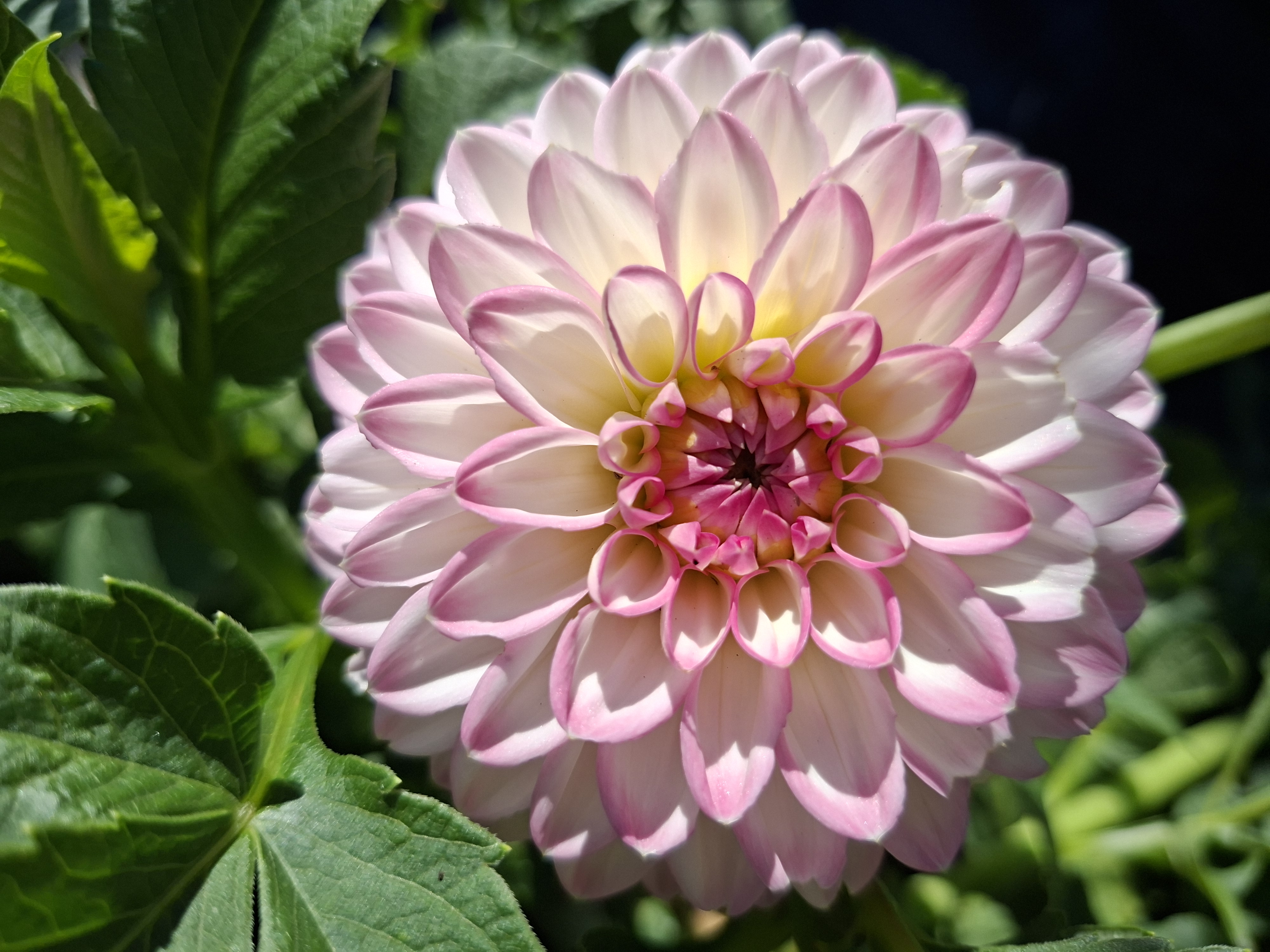 Dahlia knöl Arbatax dekorativ småblommig   - 5