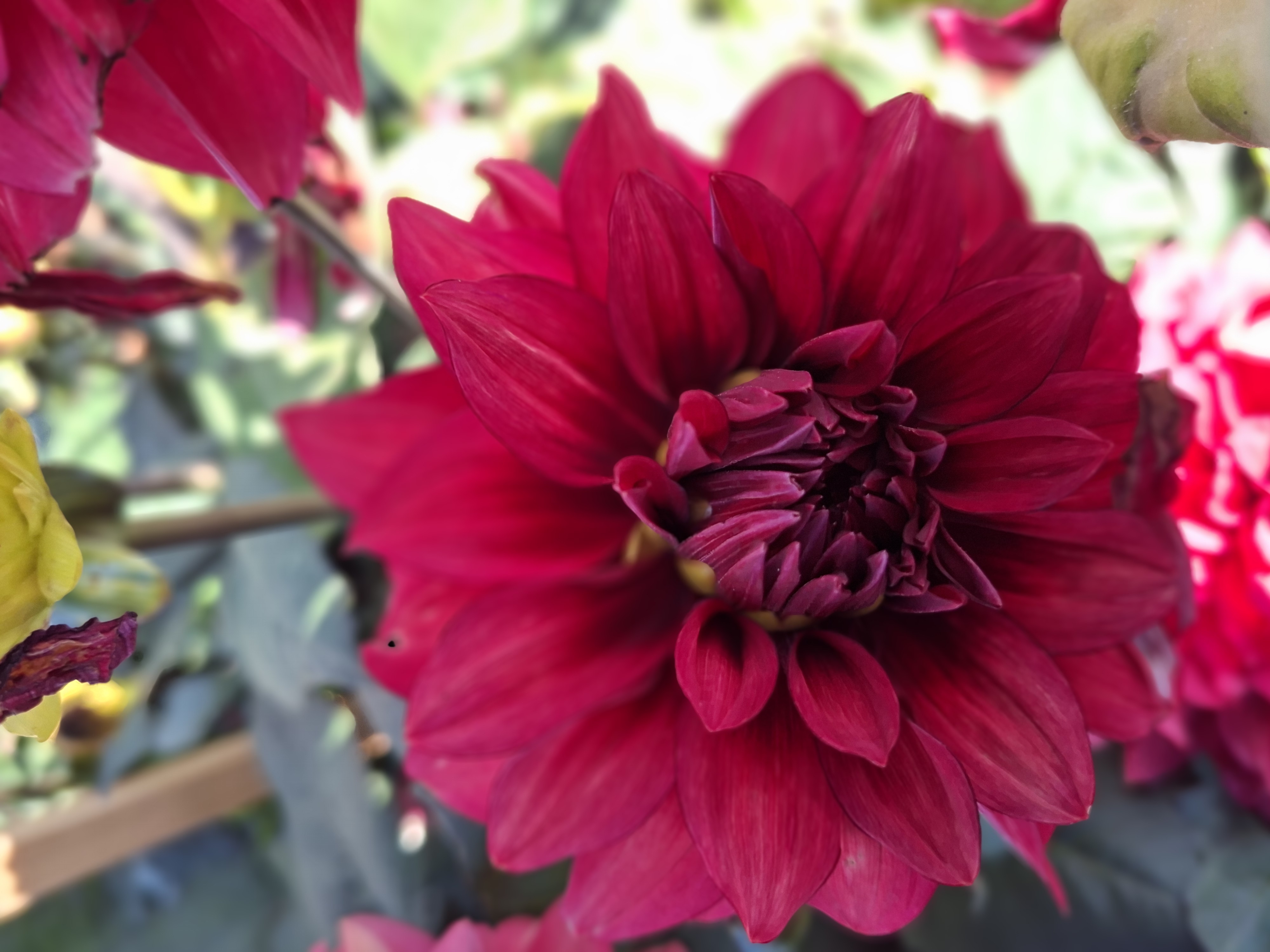 Dahlia knöl Amarone  Dekorativ - 2