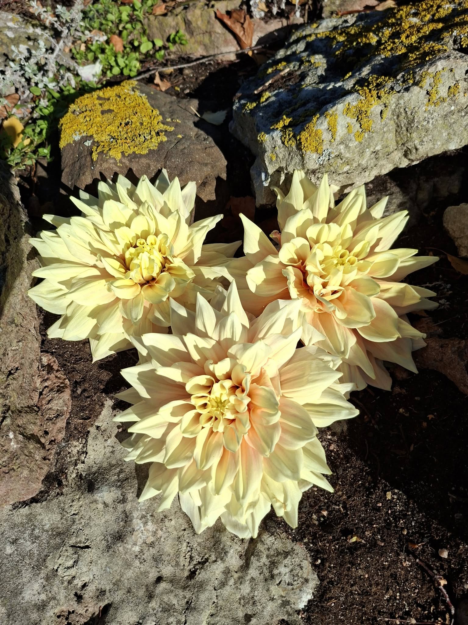 Dahlia knöl Break out  "Dekorativ storblommande",  x - 5