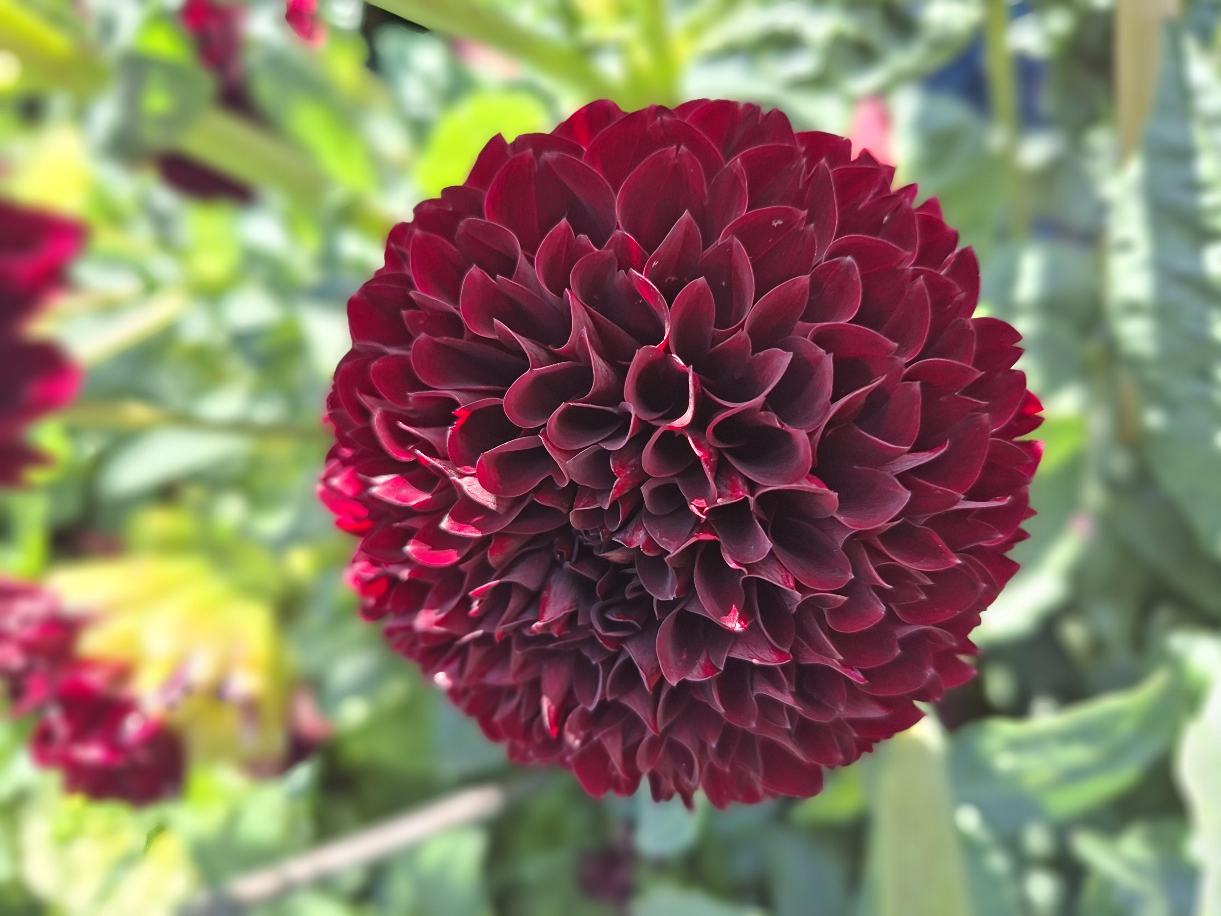 Dahlia knöl Black Pierre   Boll  - 4
