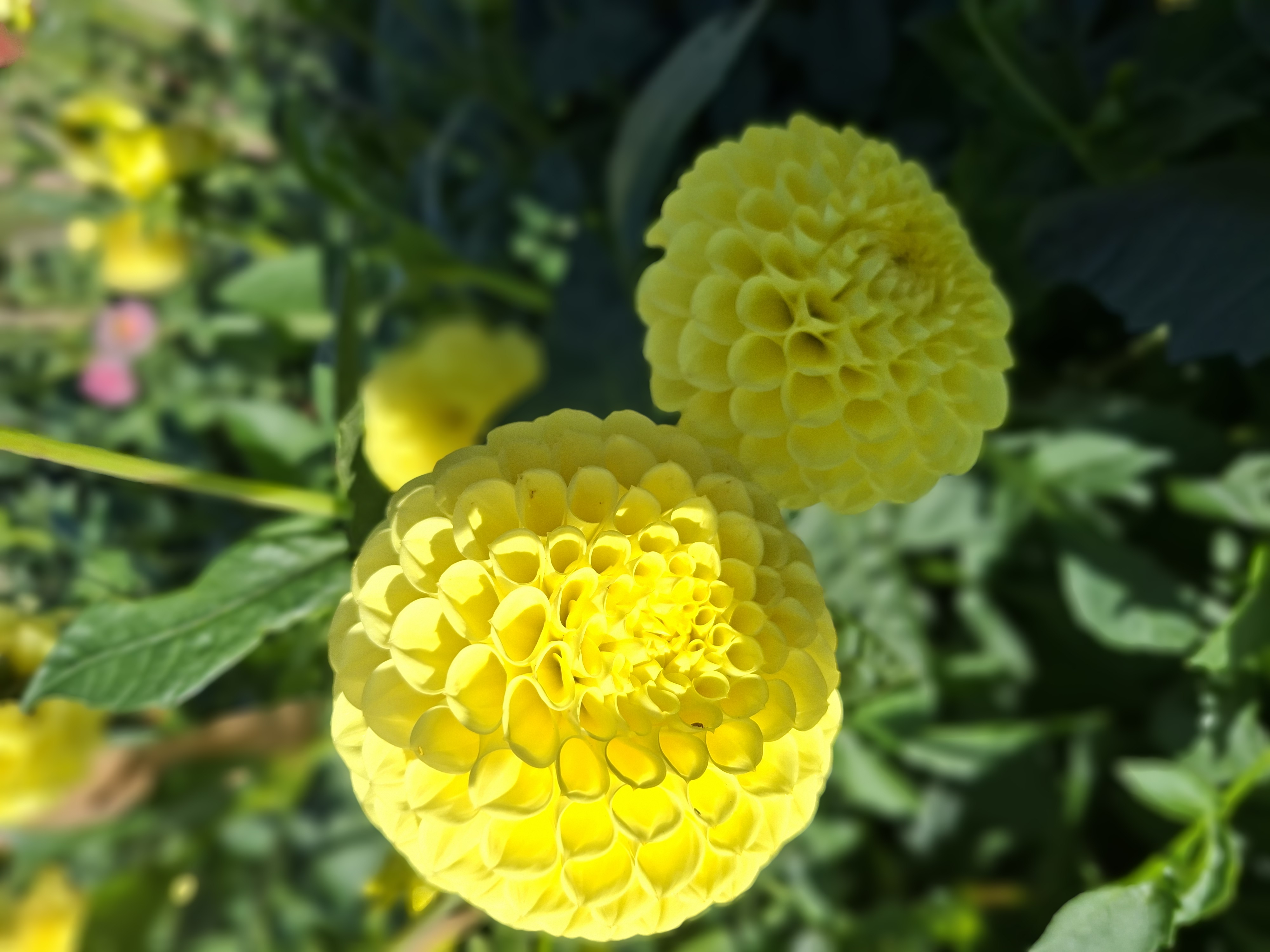 Dahlia knöl  Britt "Bolldahlia"  - 2