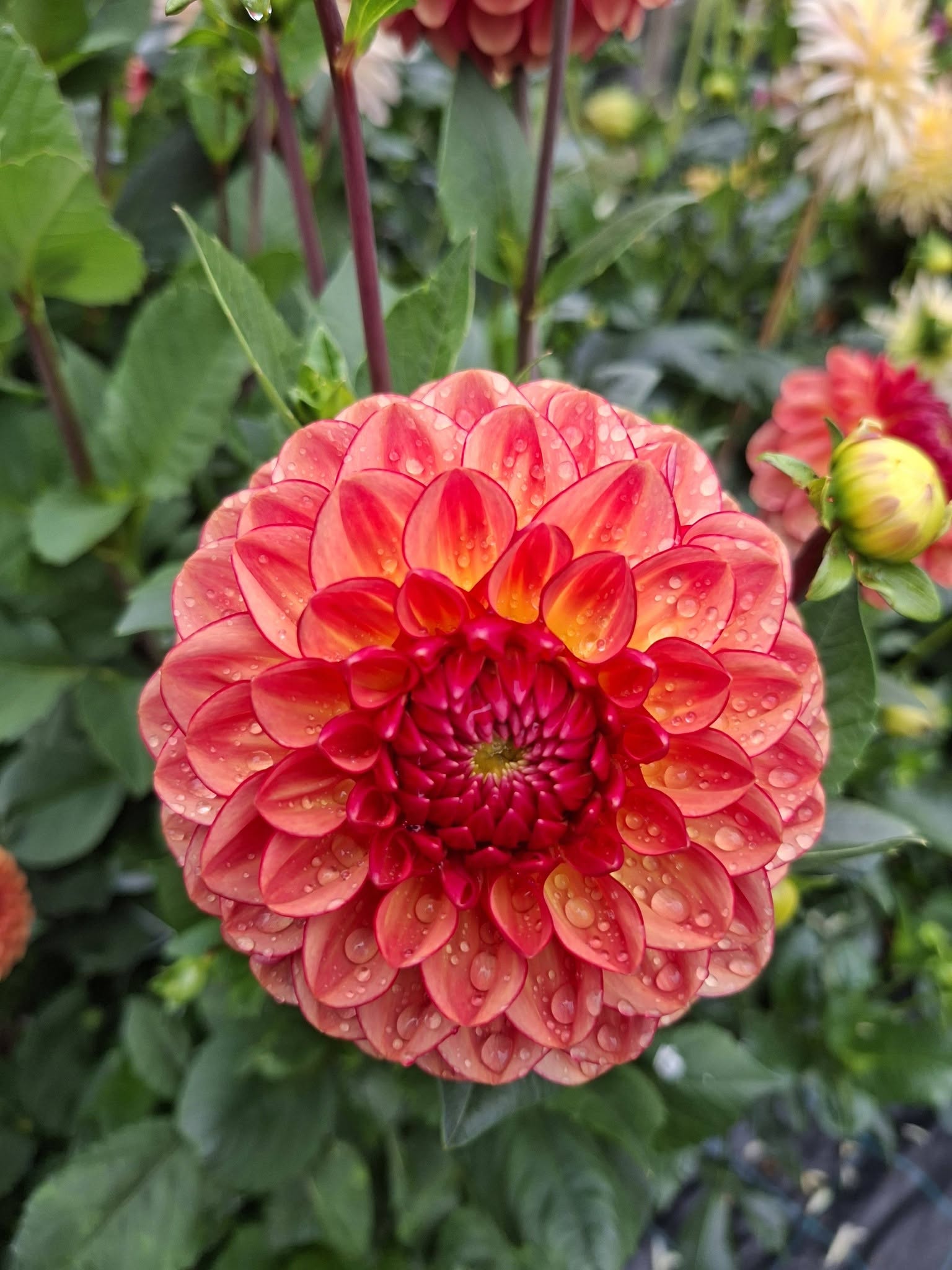Dahlia knöl Chapeau Bas Boll   - 4