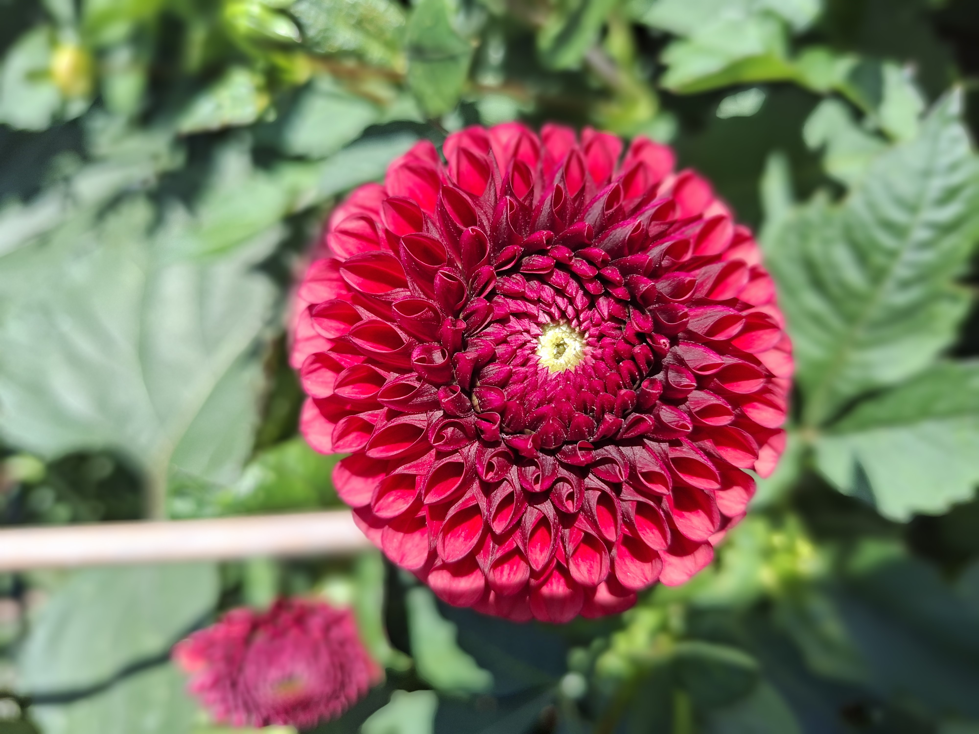 Dahlia knöl Copper Boy Boll "  - 5