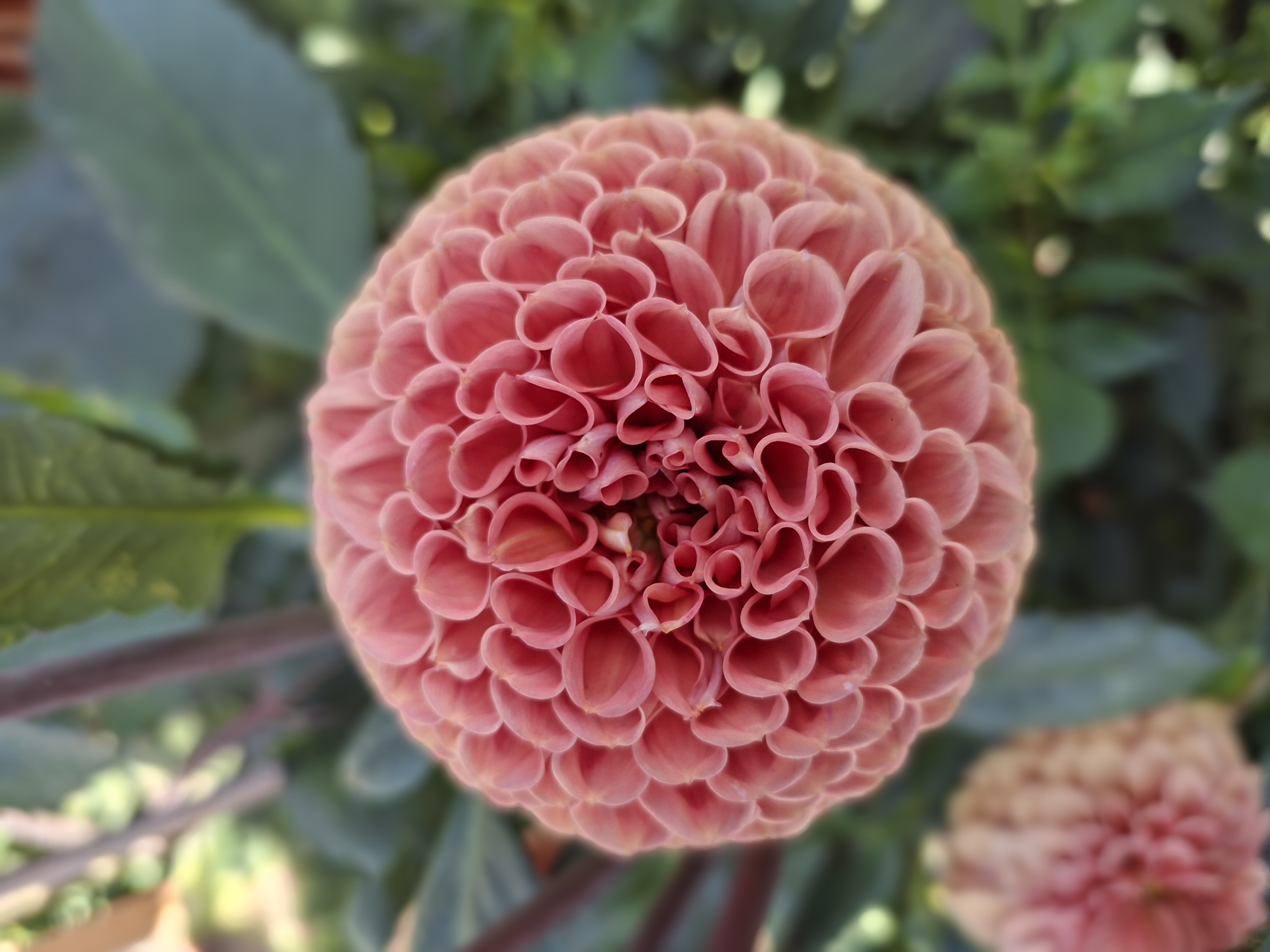 Dahlia knöl Cornel Brons  Boll  - 6