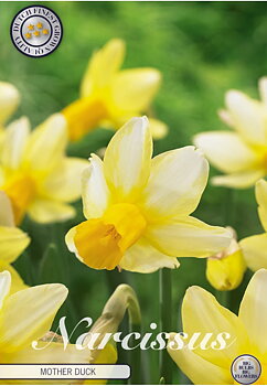 82236  NARCISSUS  MOTHER DUCK      CYCLAMINEUS