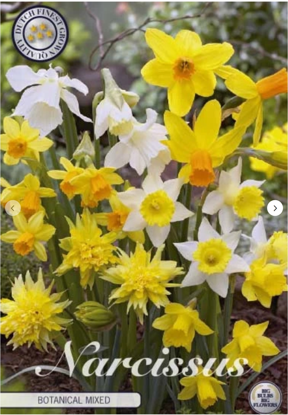 82300  NARCISSUS  BOTANICAL MIXADE      CYCL/TRIA/JONQ