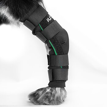 Out-n-out® Hock Stabilizer | Yulex® Hock Support for Dogs