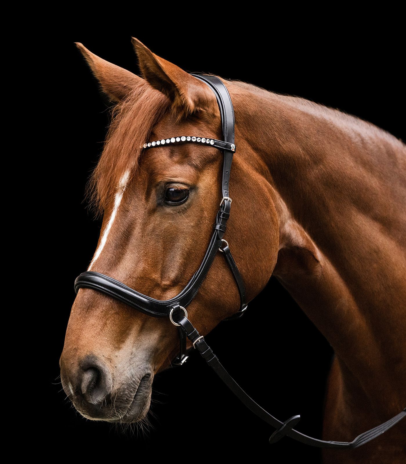 Waldhausen X-Line Bitless Bridle Sensation