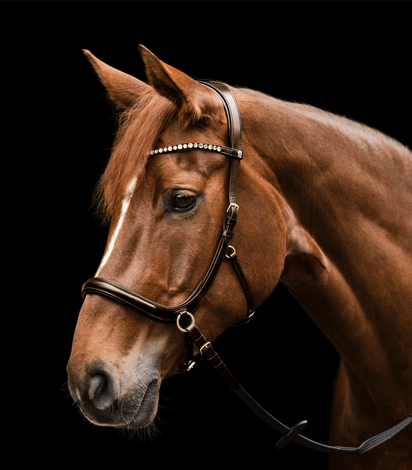 Waldhausen X-Line Bitless Bridle Sensation - 2