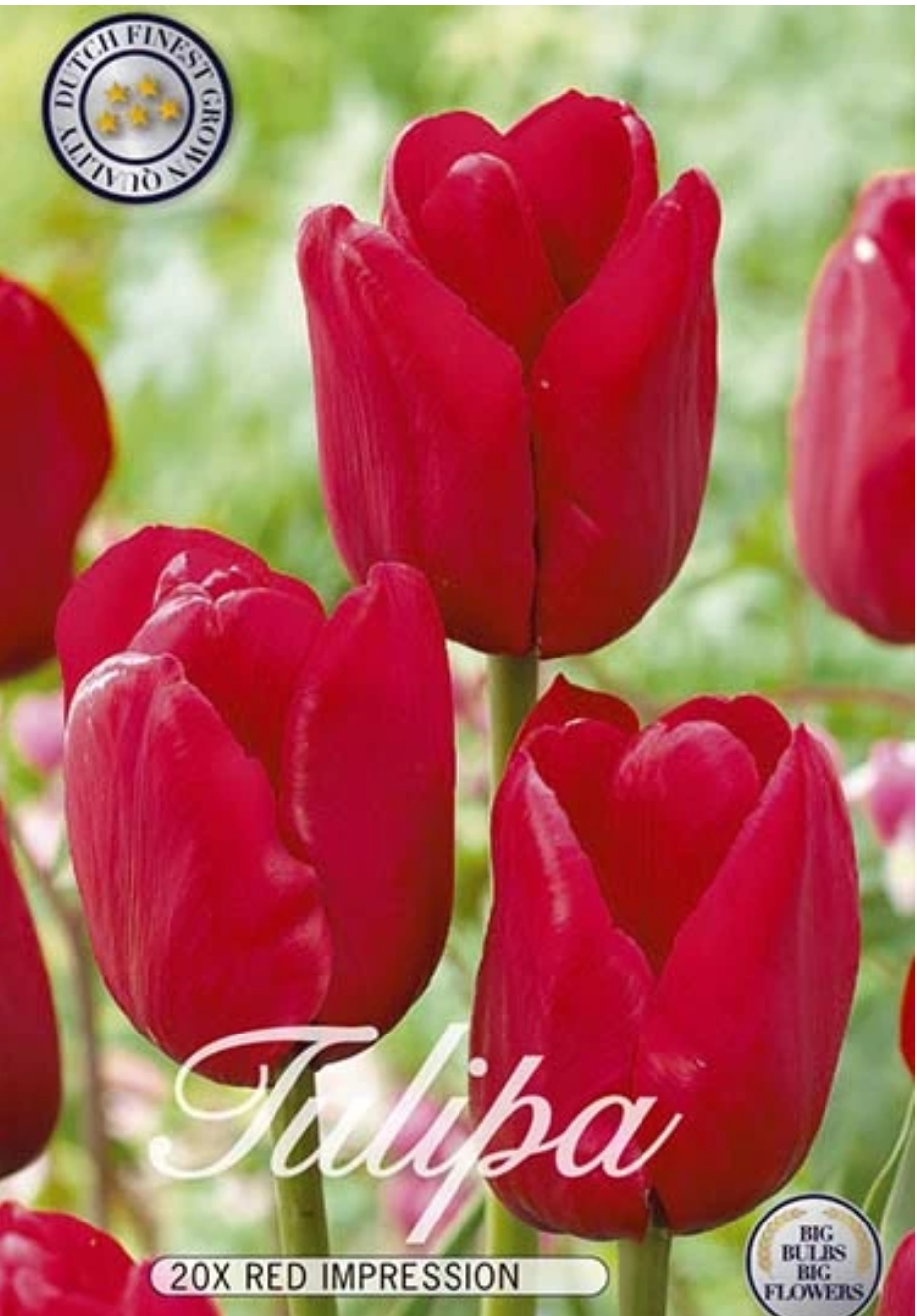 10330  TULIPA  RED IMPRESSION  Antal lökar   20.St  Storlek  12/+