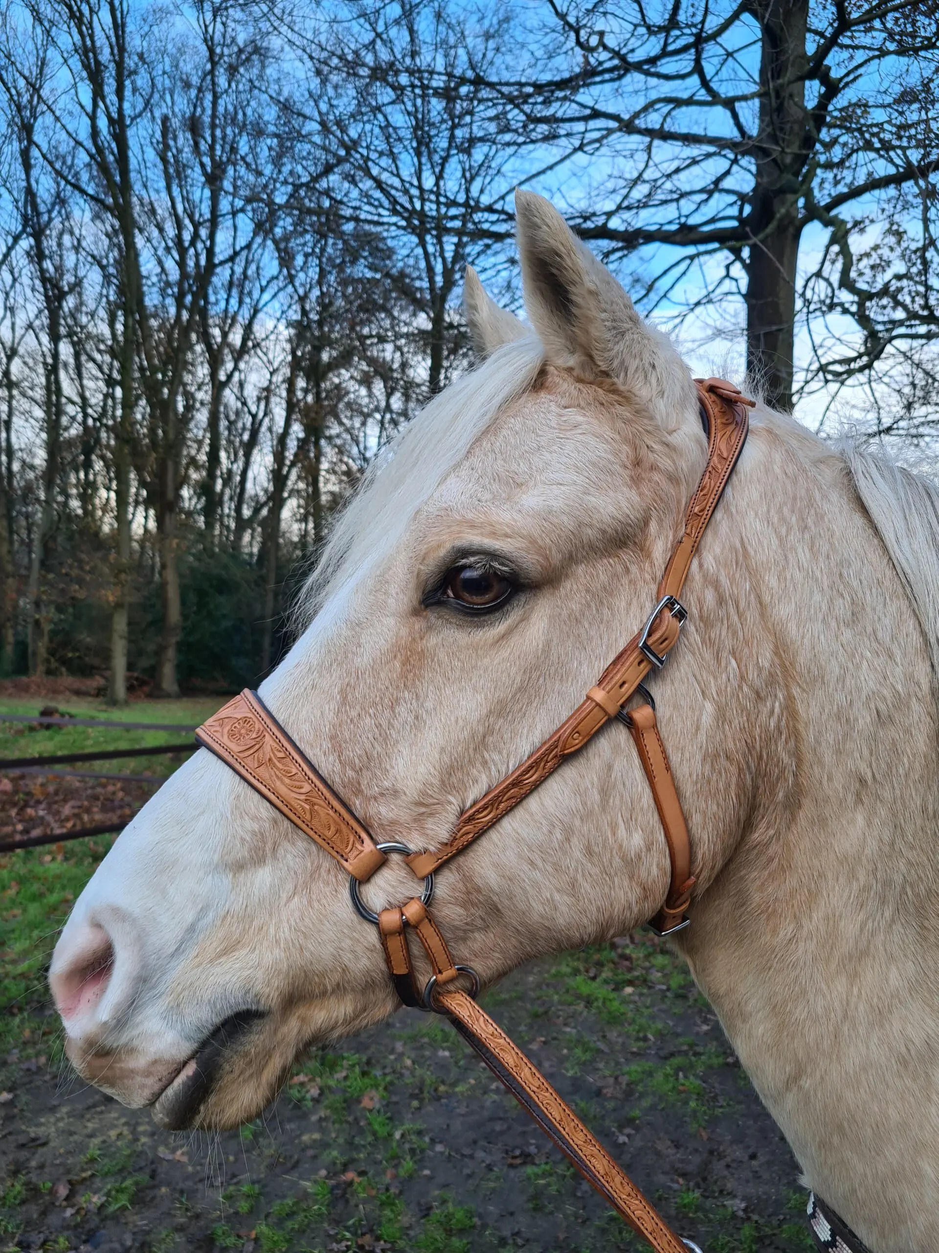 Bitless Bridle Anatomical, Edix© Rose, natural