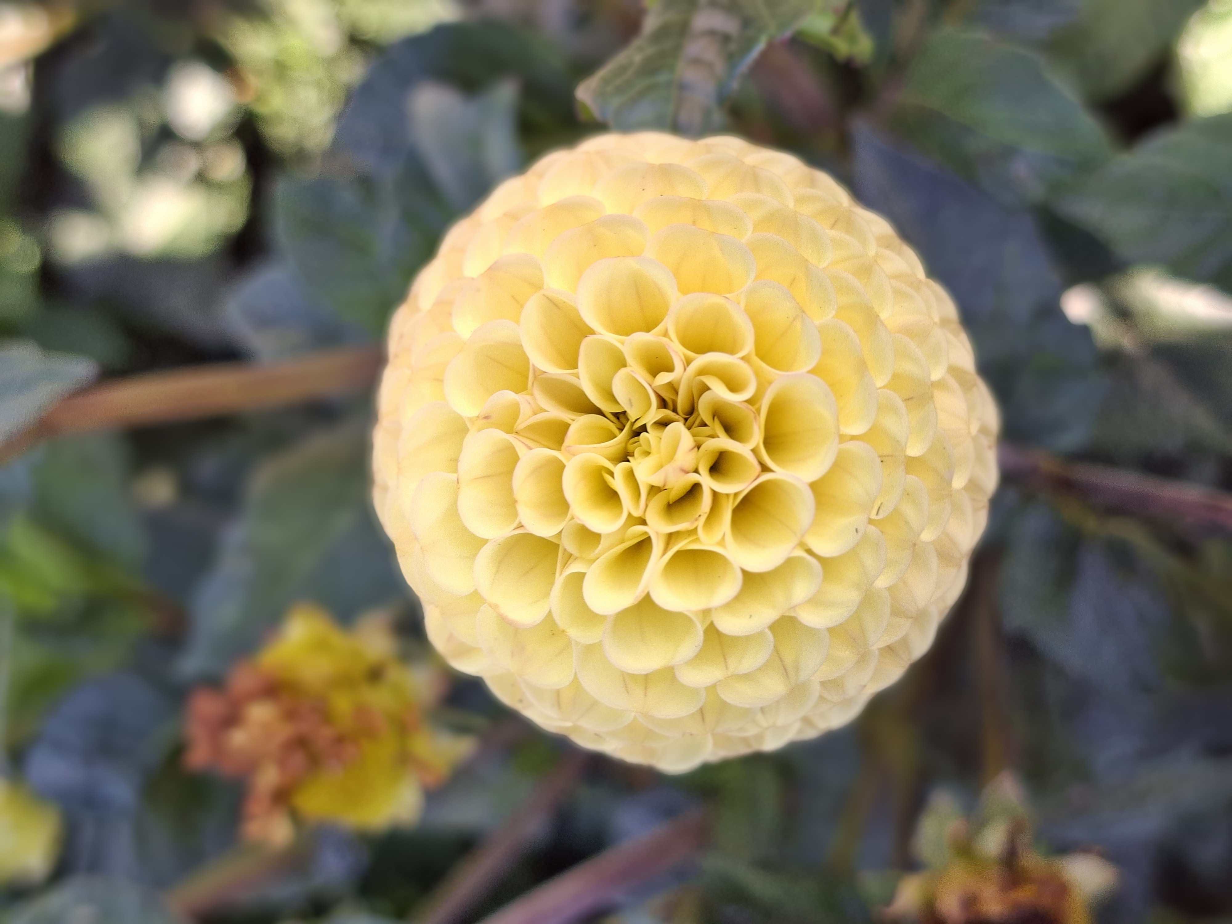 Dahlia knöl  Buttercup  Pompon  - 3