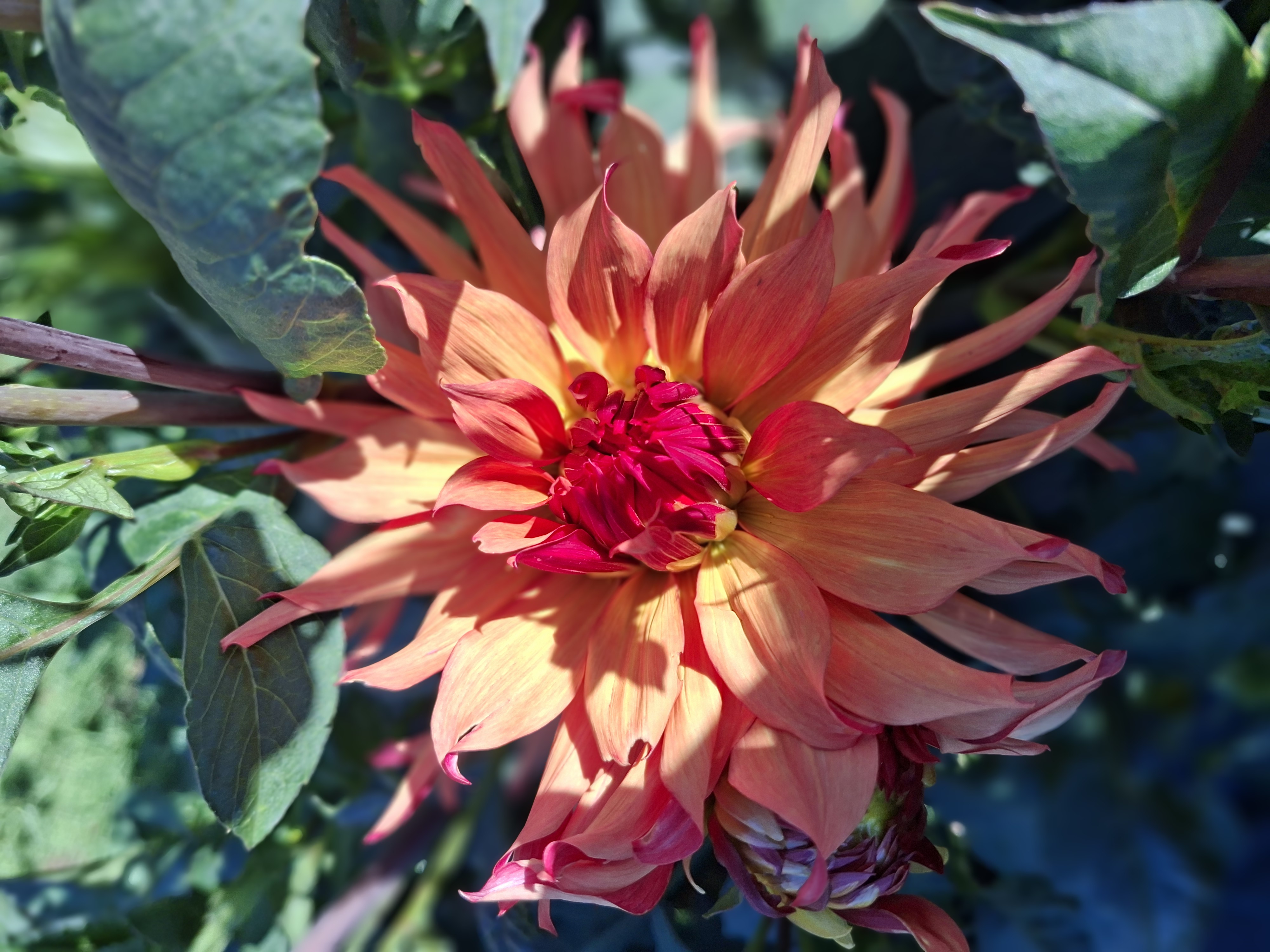 Dahlia knöl Erpeler Ley    "Dekorativ Mediumblommande"   - 3