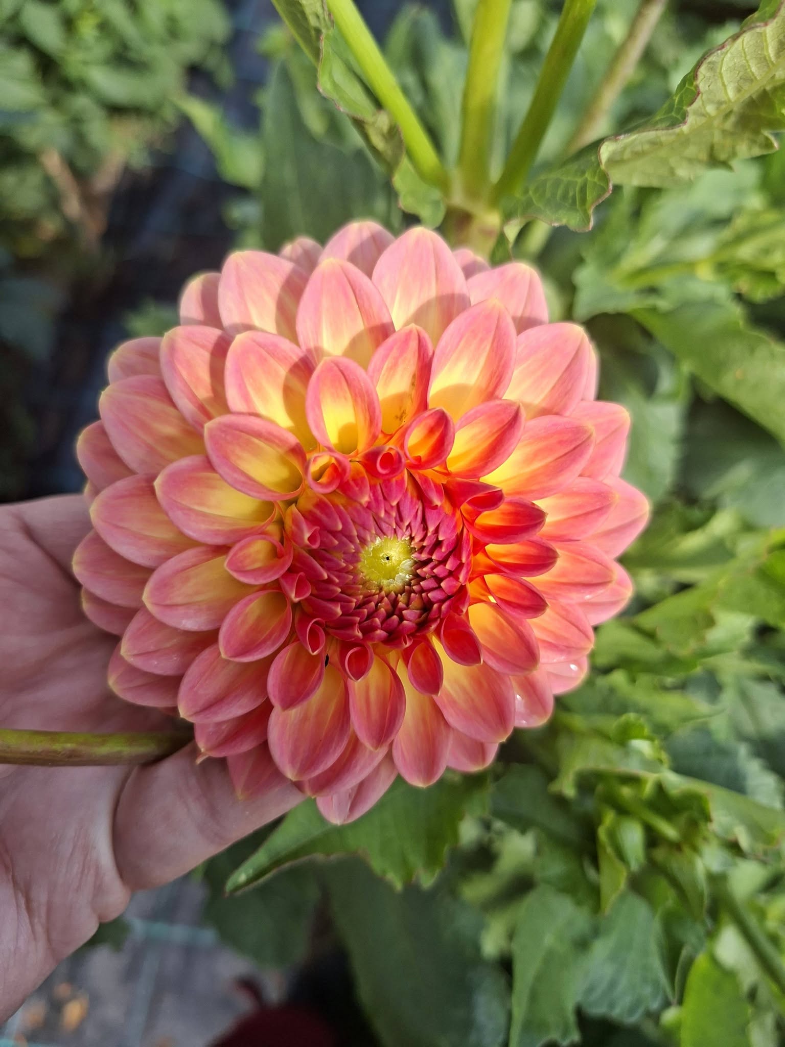 Dahlia knöl Hillcrest Suffusion Boll  x - 4