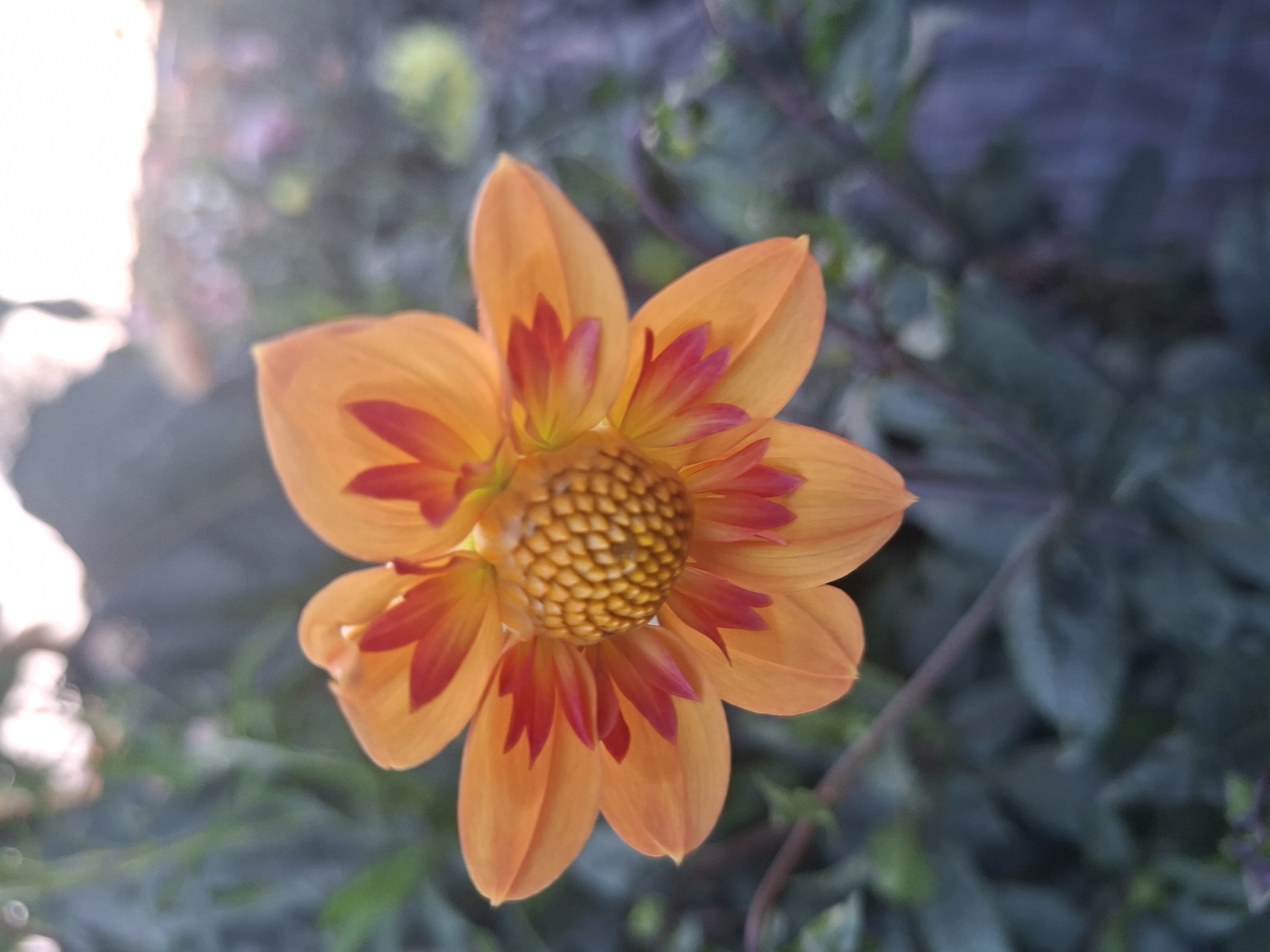 Dahlia knöl Kelsey Annie joy Halskrås x - 5