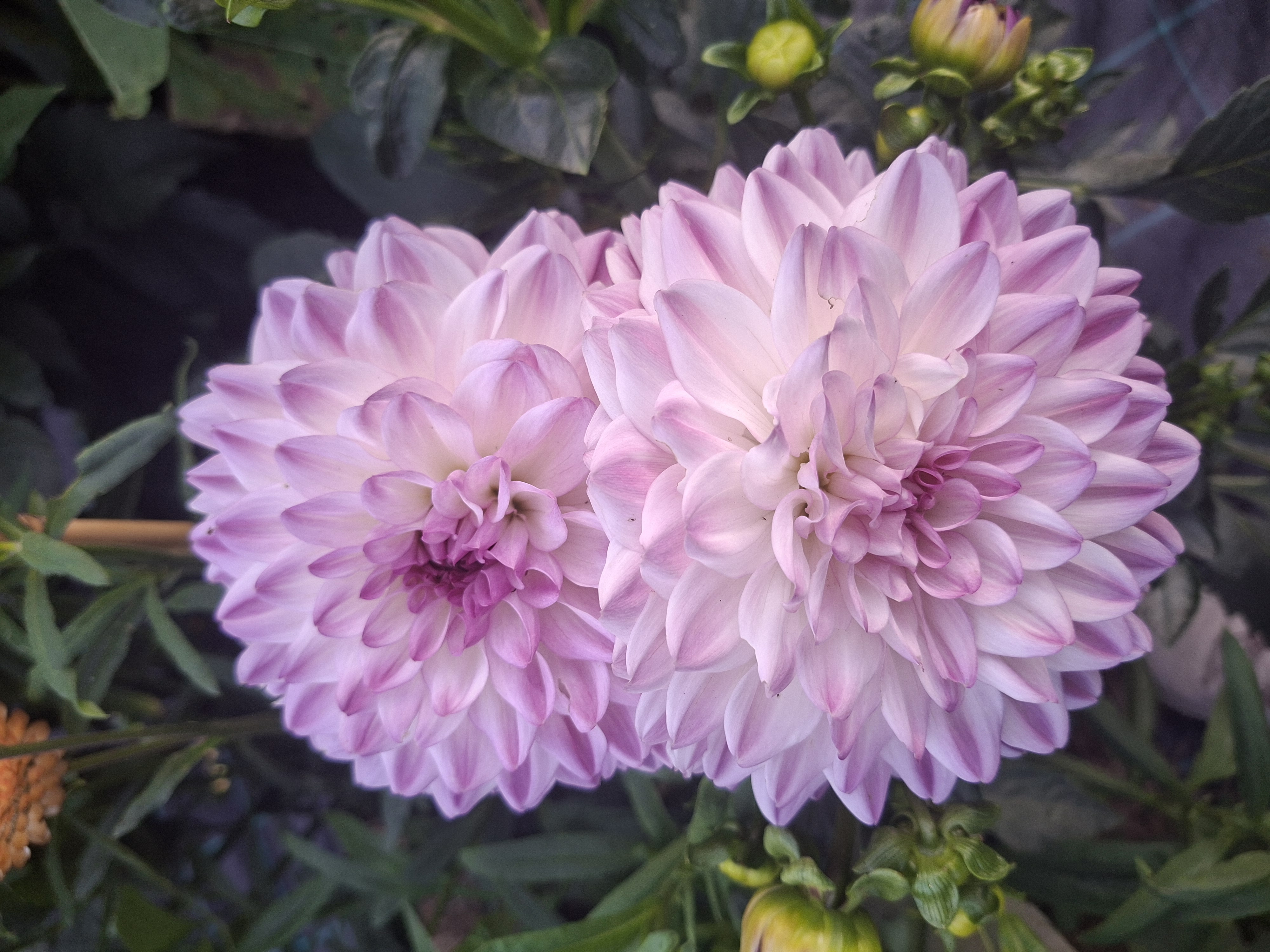 Dahlia knöl Mediterranee  Dekorativ småblommande   - 7