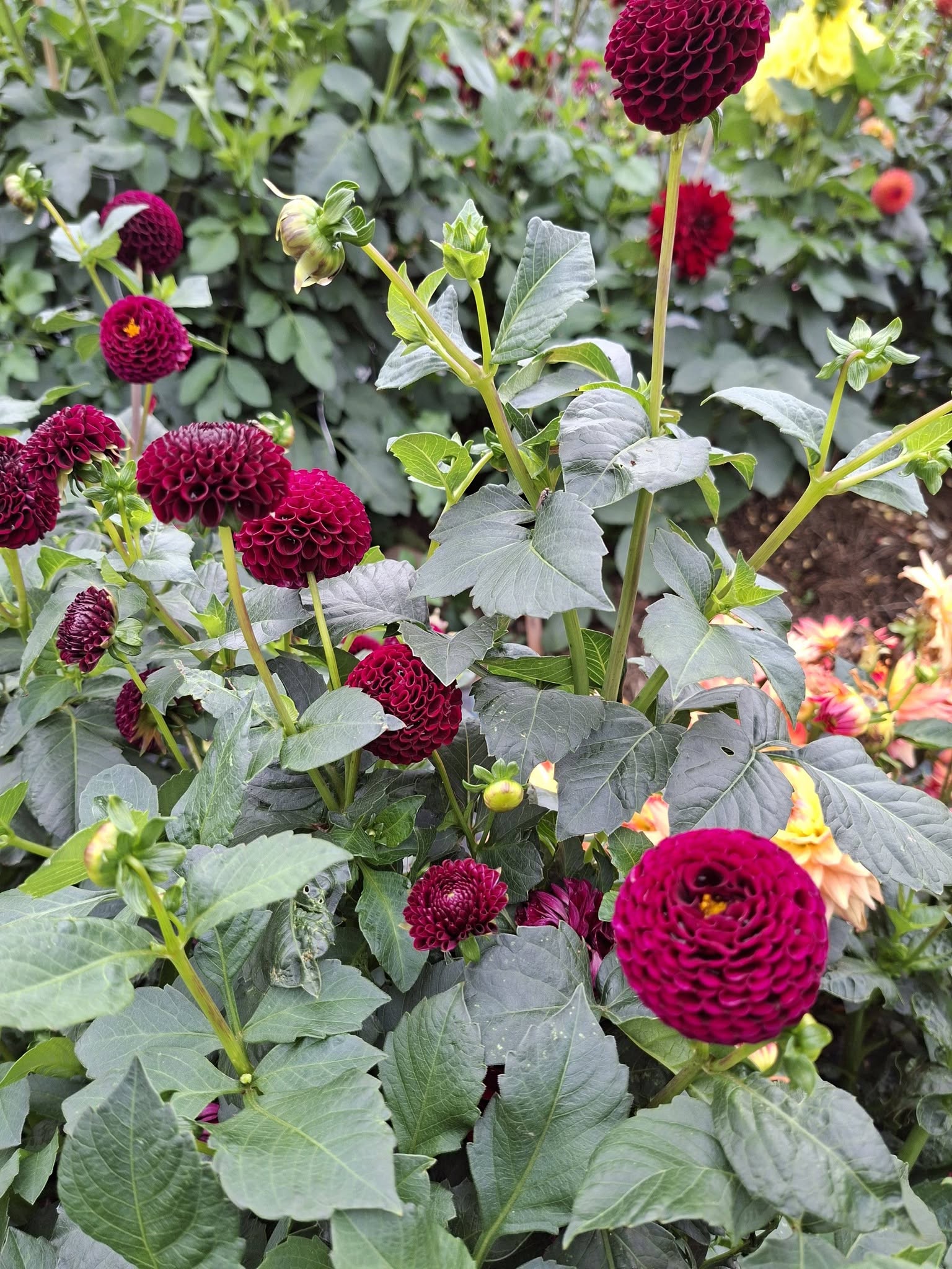 Dahlia knöl Moorplace Pompon  x - 6