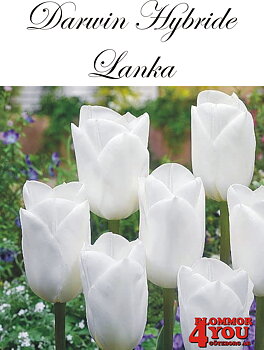80484  LANKA       DARWIN HYBRIDETULPAN