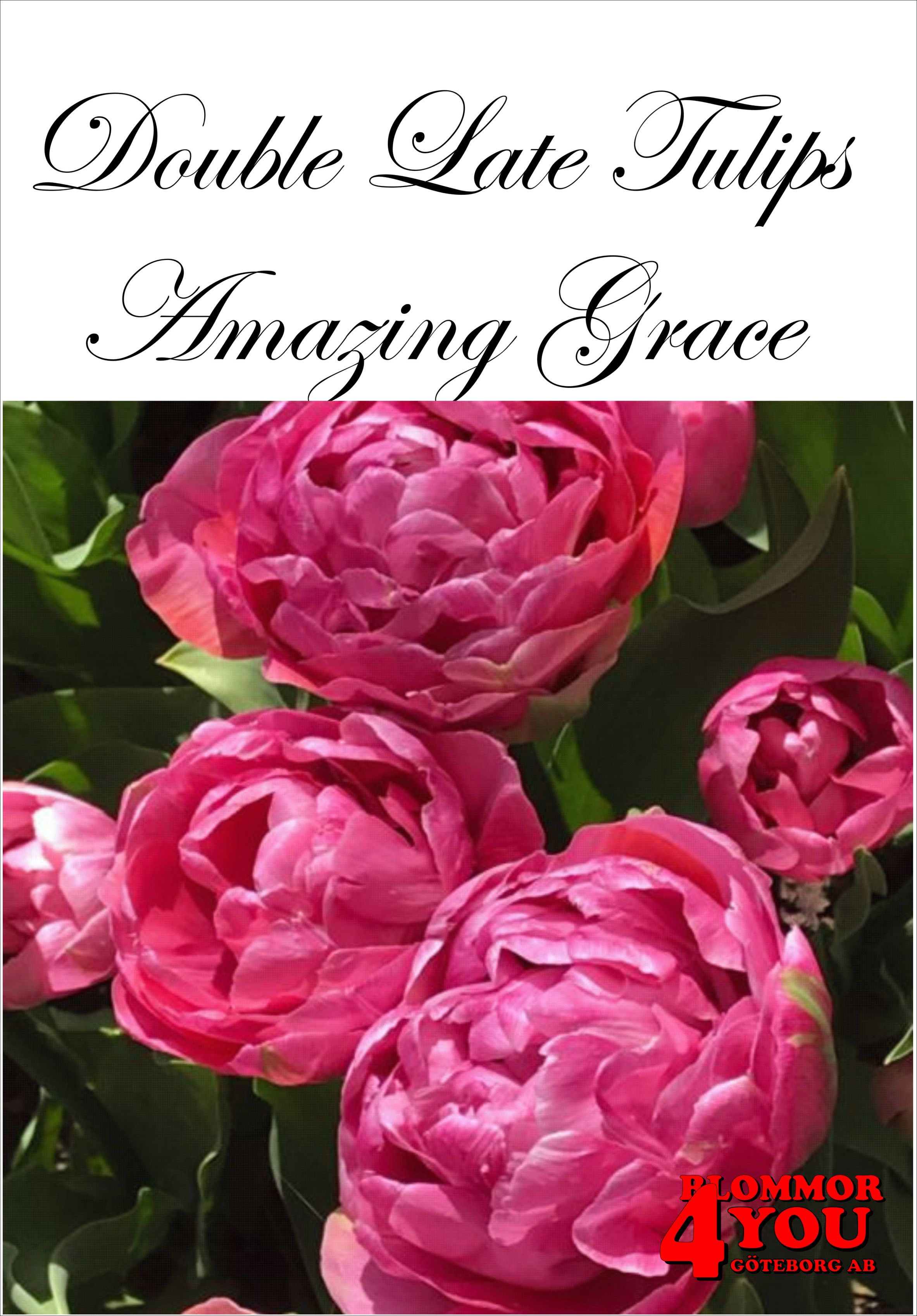 80667  AMAZING GRACE      DUBBEL SENTULPAN