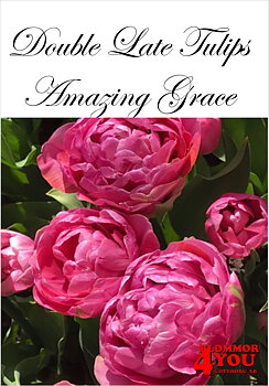 80667  AMAZING GRACE      DUBBEL SENTULPAN