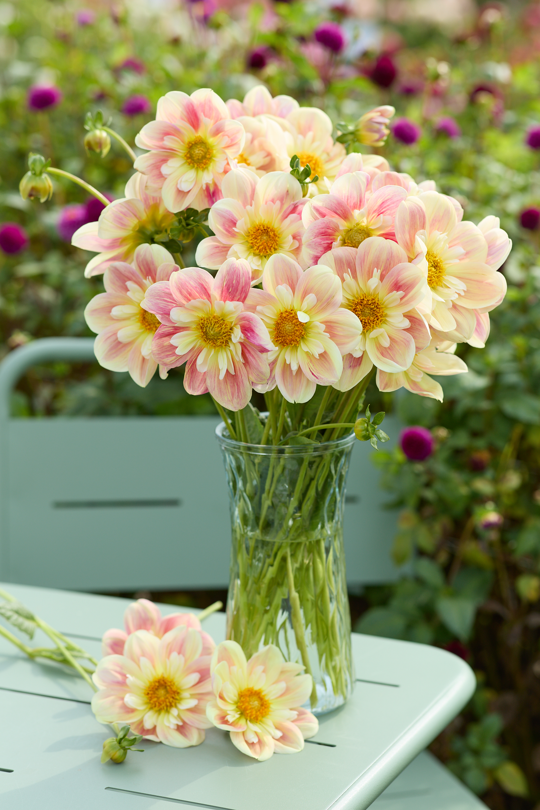 Dahlia knöl April Heather   "Halskråsdahlia"  Nyhet 2027!