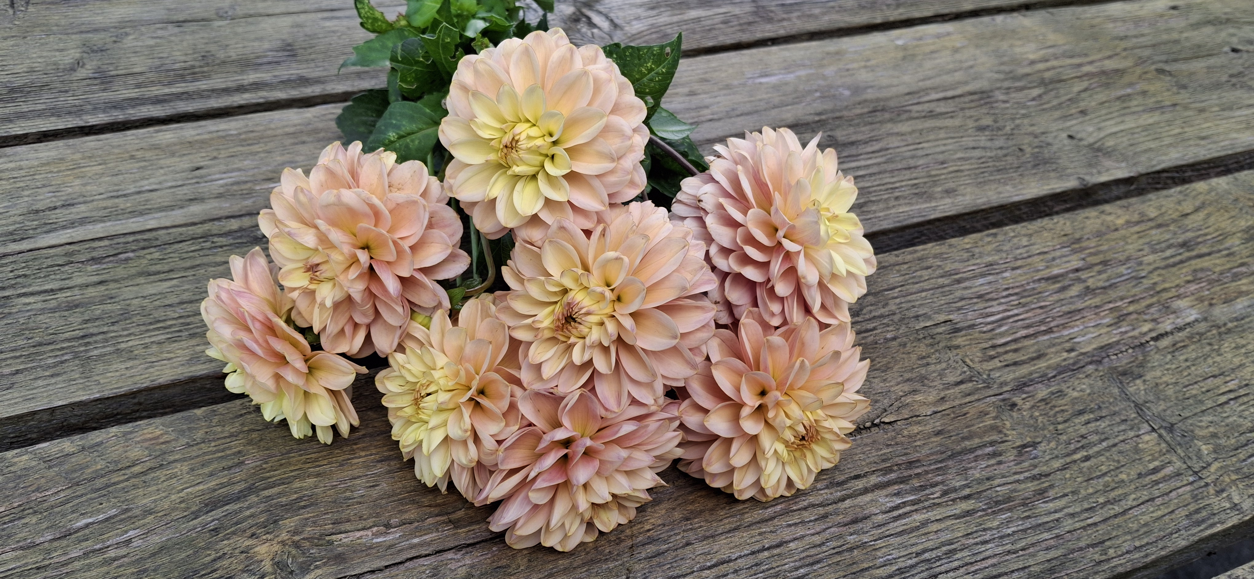 Dahlia knöl Bazuin Candy Nyhet 2027!