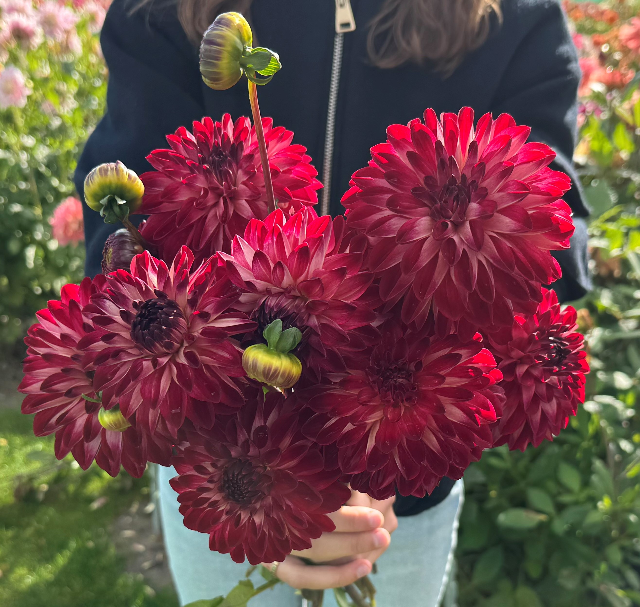 Dahlia knöl Bazuin Fyr Nyhet 2027!