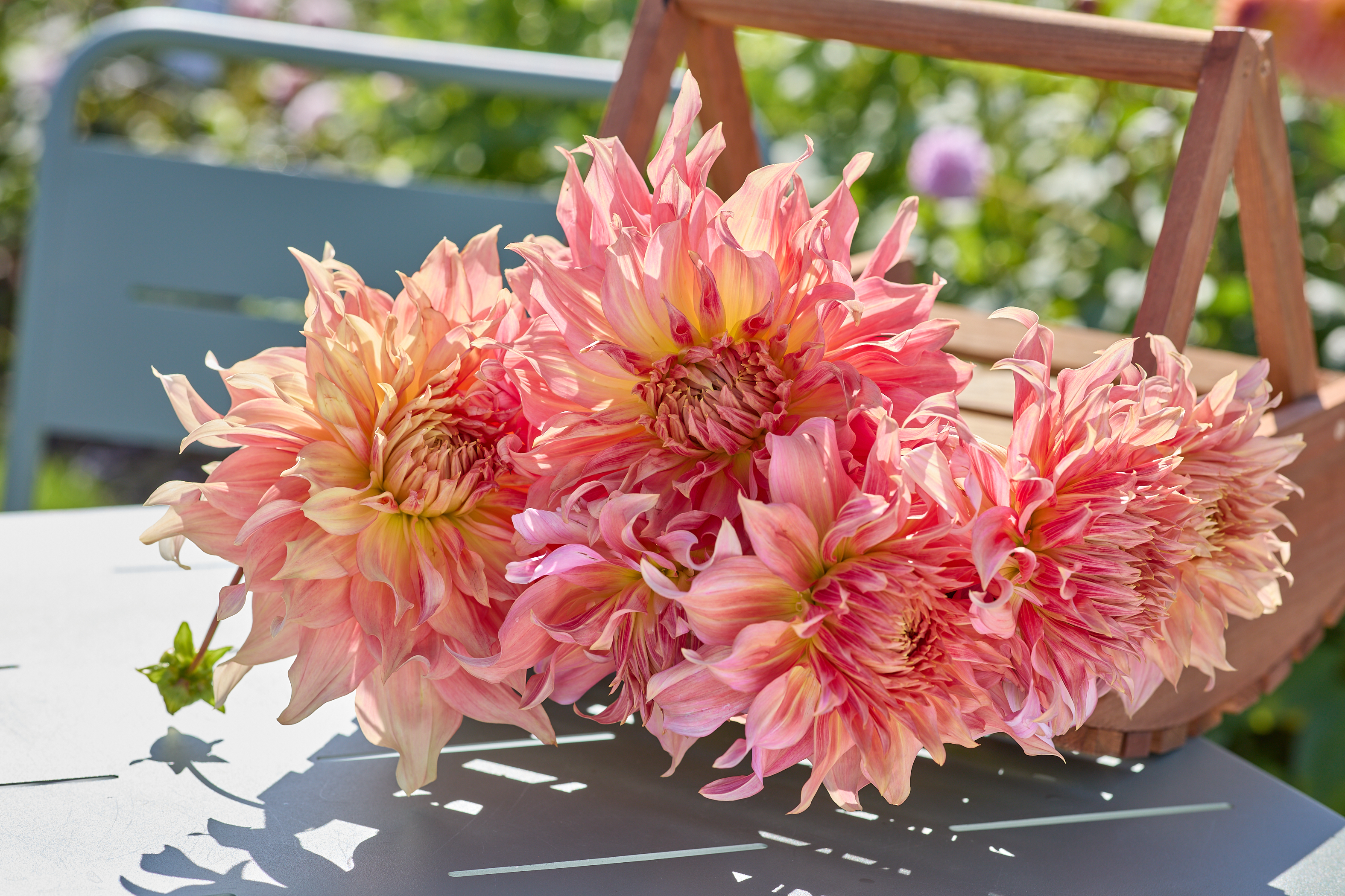 Dahlia knöl Funky Island Nyhet 2027!