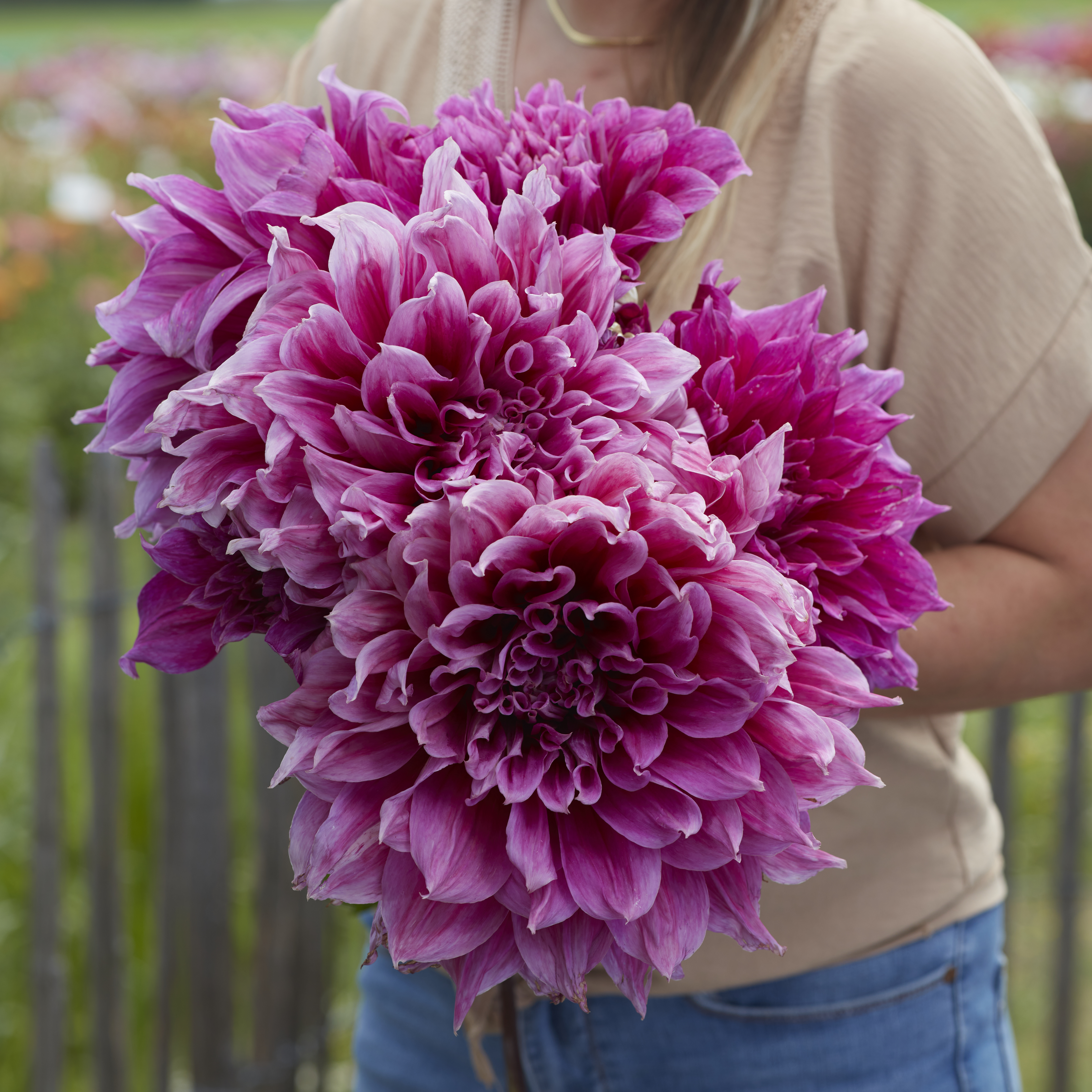 Dahlia knöl Emory Paul "Dekorativ jätteblommande" 