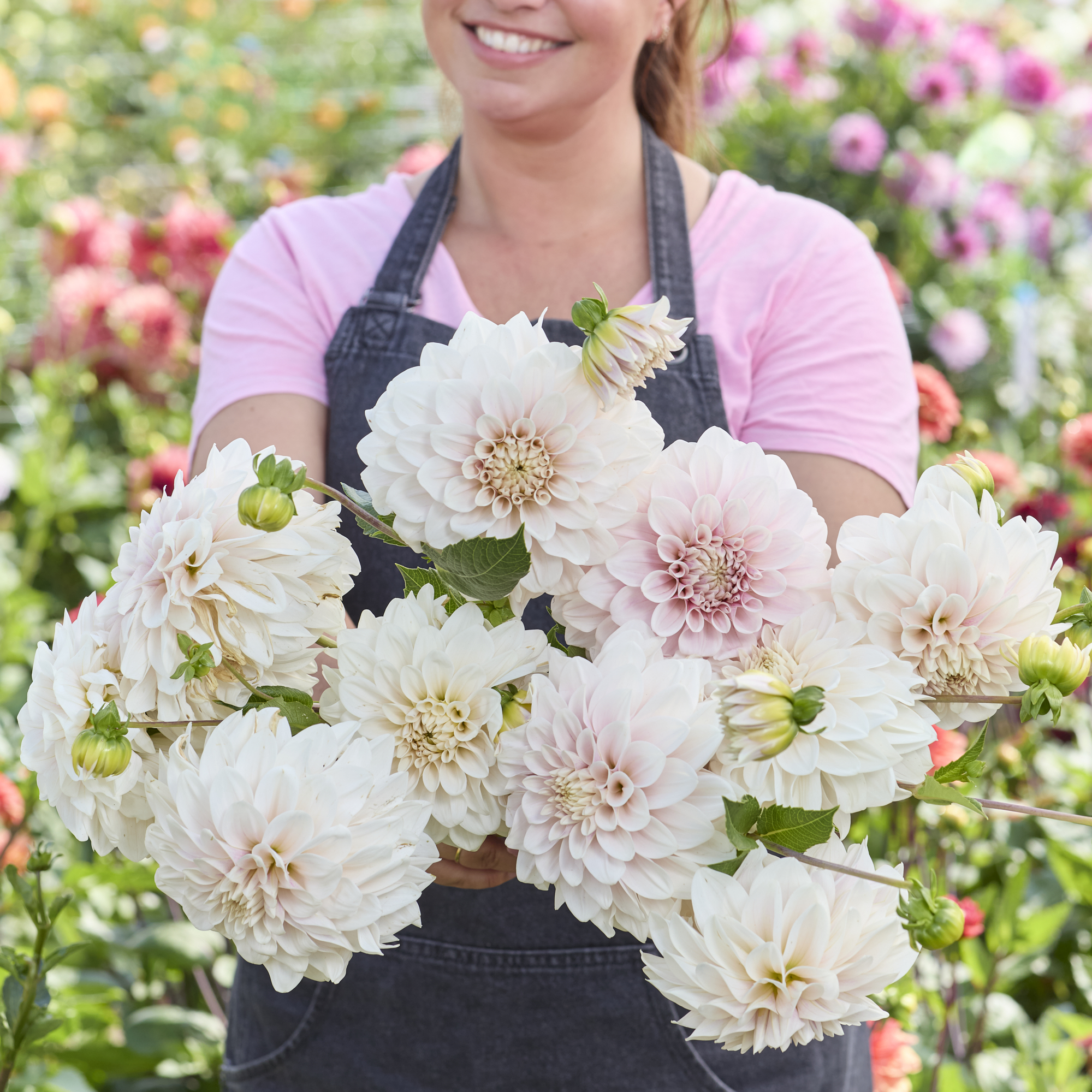 Dahlia knöl Glossy Carlita  "Dekorativ " Nyhet 2027!