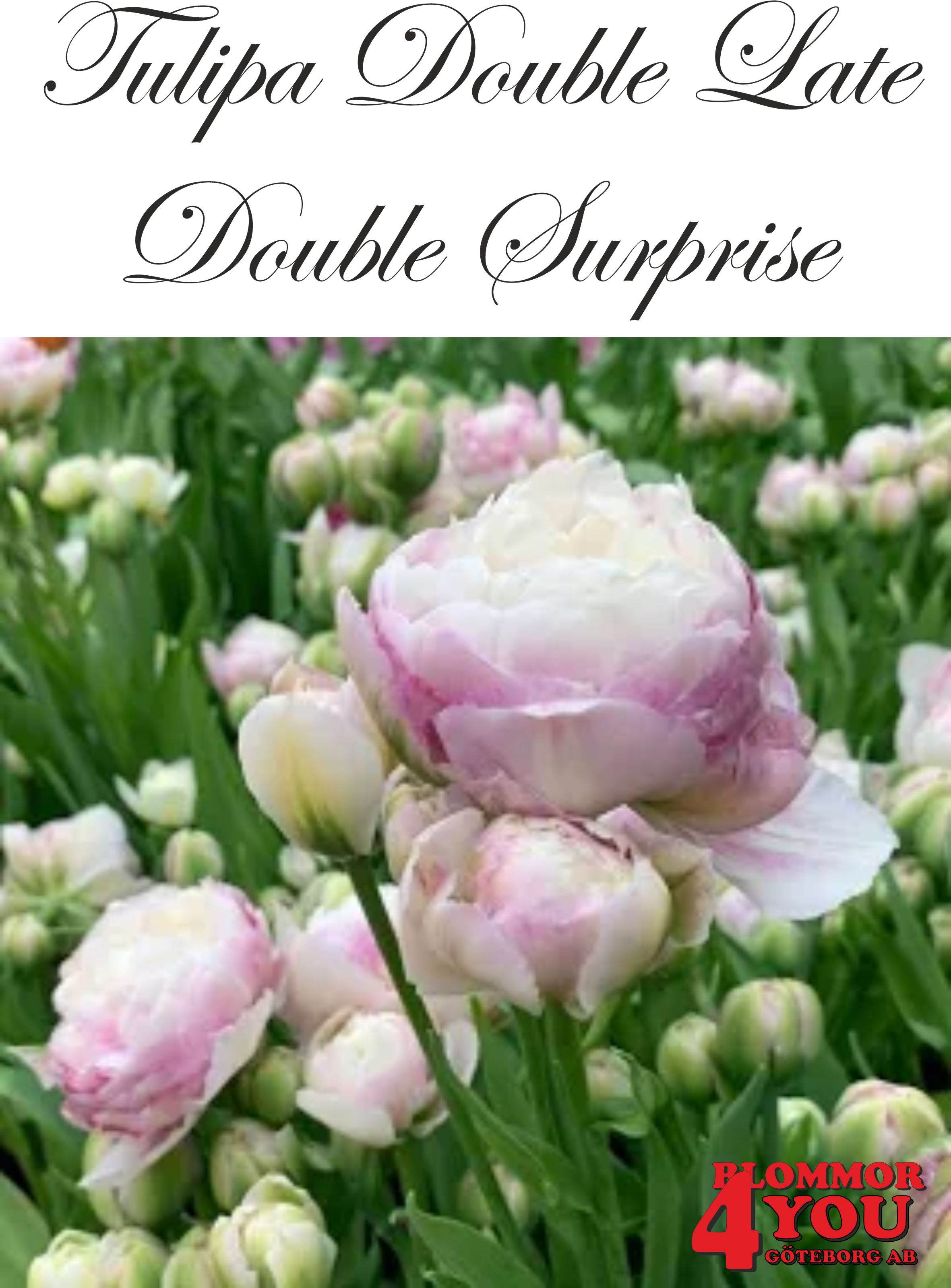 80706  DOUBLE SURPRISE      DUBBEL SENTULPAN