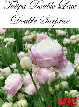 80706  DOUBLE SURPRISE      DUBBEL SENTULPAN