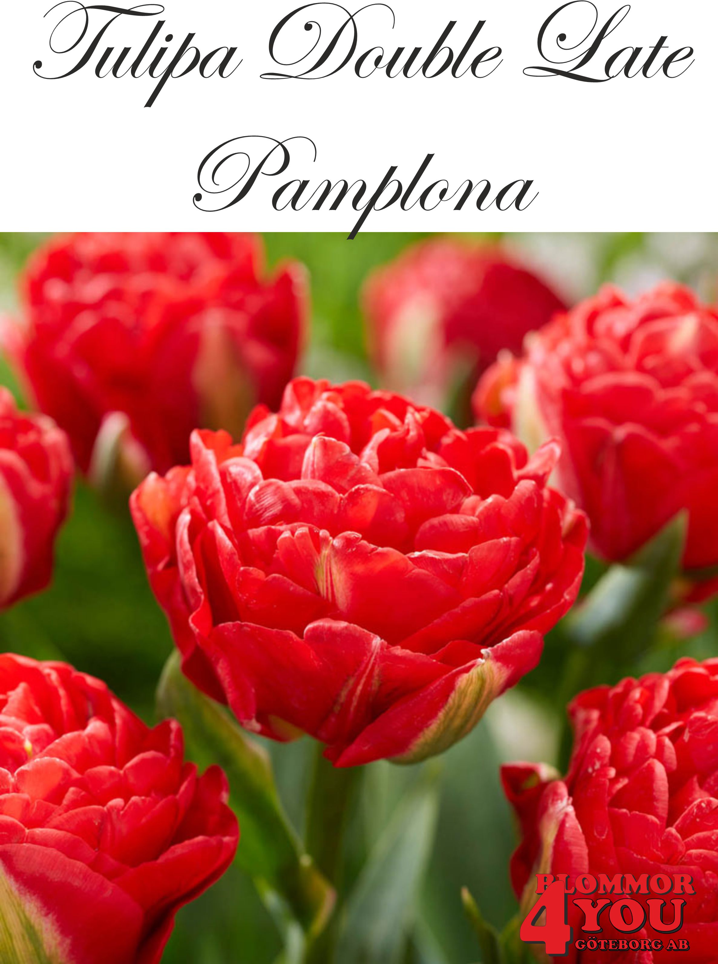 80765  PAMPLONA      DUBBEL SENTULPAN