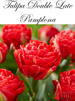 80765  PAMPLONA      DUBBEL SENTULPAN