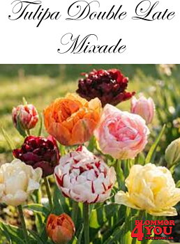 80795  MIXADE    DUBBEL SEN TULPAN