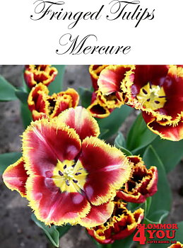 80613  MERCURE      FRANSAD TULPAN