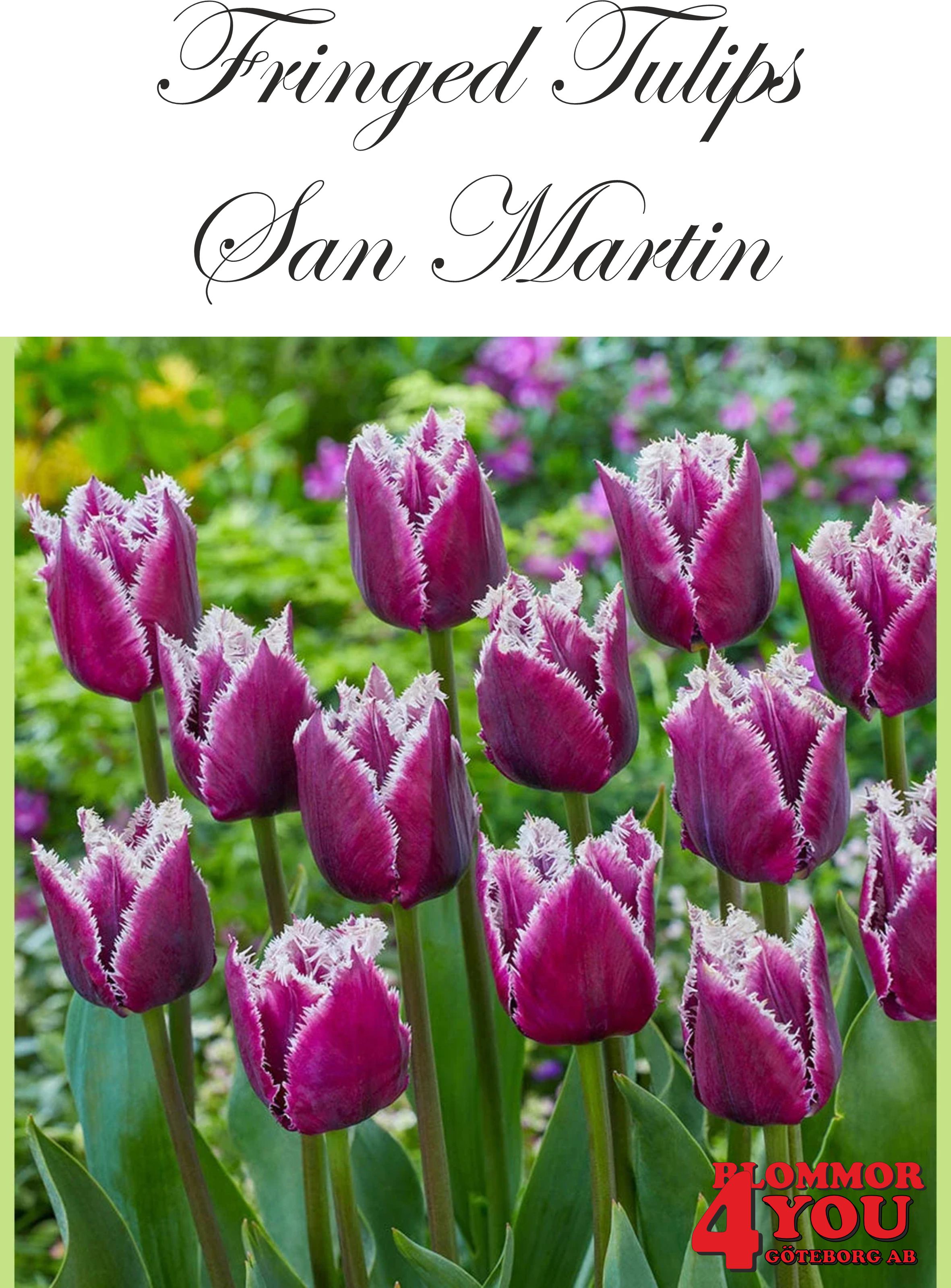 80622  SAN MARTIN      FRANSAD TULPAN