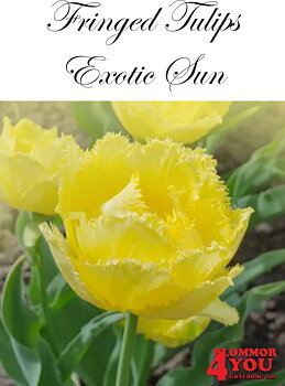 80630  EXOTIC SUN       DUBBEL FRANSADTULPAN