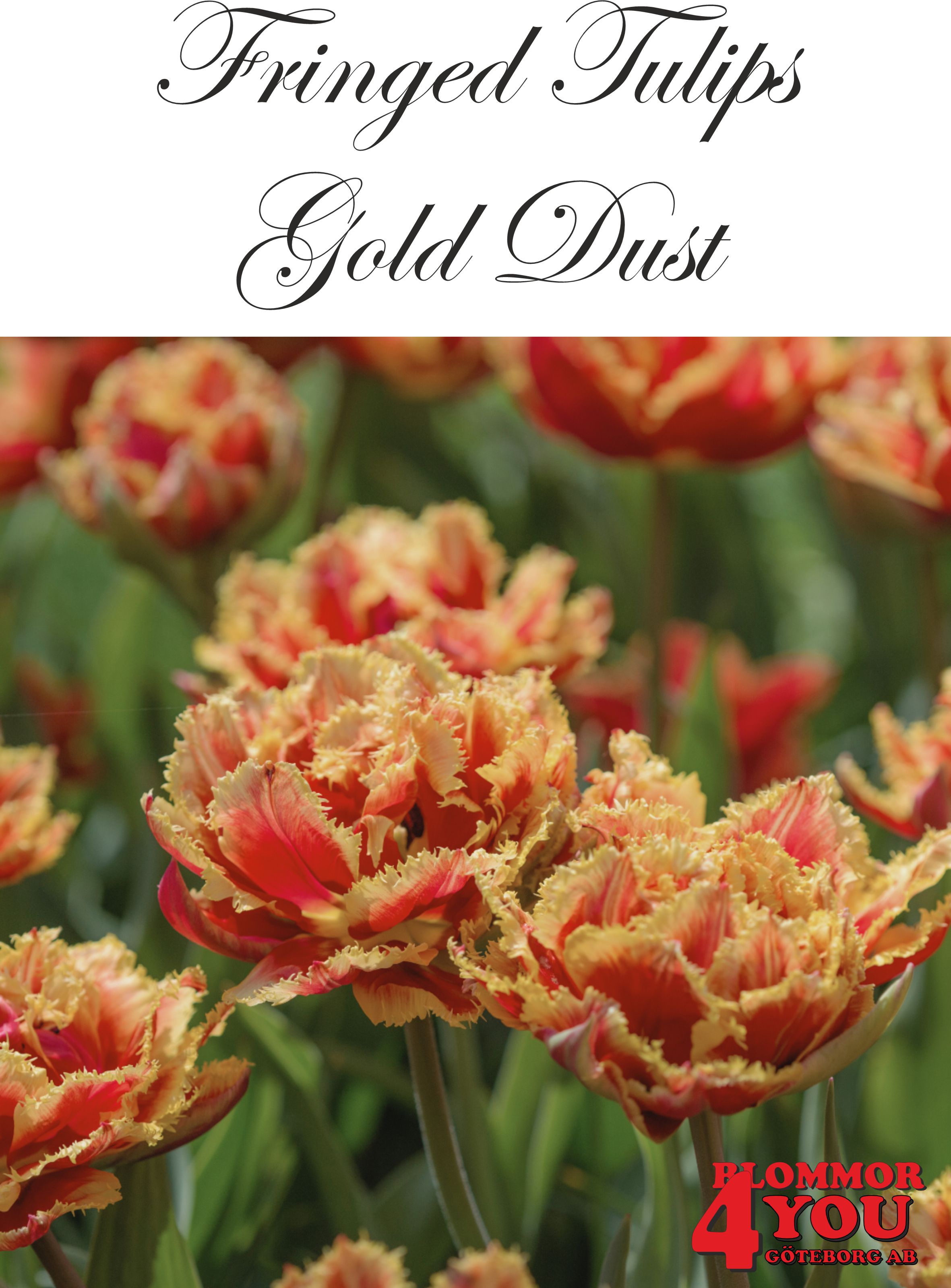 80632  GOLD DUST         DUBBEL FRANSAD TULPAN