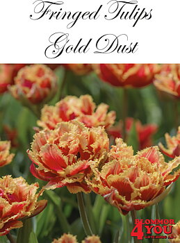 80632  GOLD DUST         DUBBEL FRANSAD TULPAN