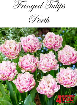80640  PERTH        DUBBEL FRANSADTULPAN