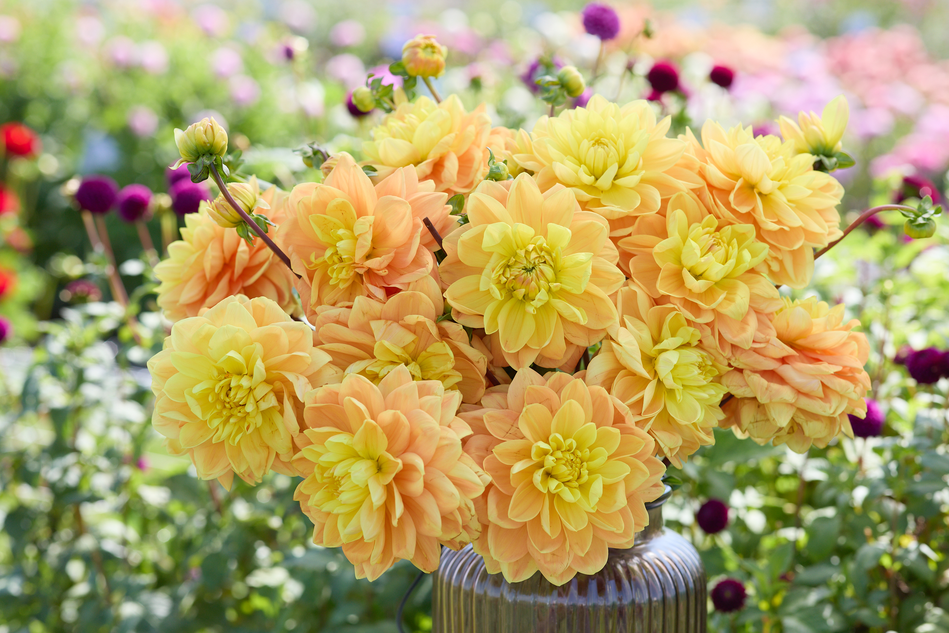 Dahlia Moneth Glory Knöl   "Halskråsdahlia"  Nyhet 2027!