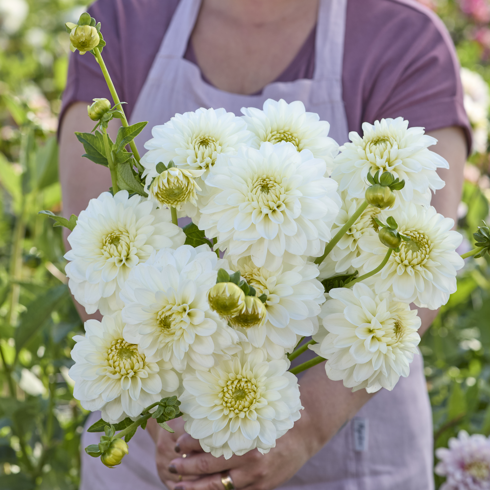 Dahlia knöl Polestar  Nyhet 2027!